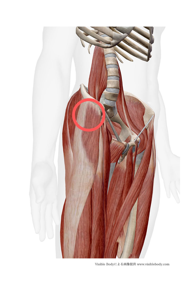 大腿筋膜張筋など骨盤後傾で硬くなりやすい部位