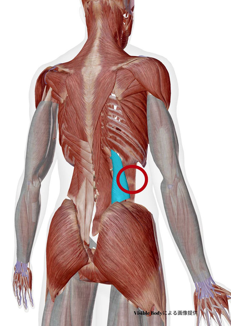 右腰方形筋に遠心性収縮が働くことにより痛みが生じやすくなる